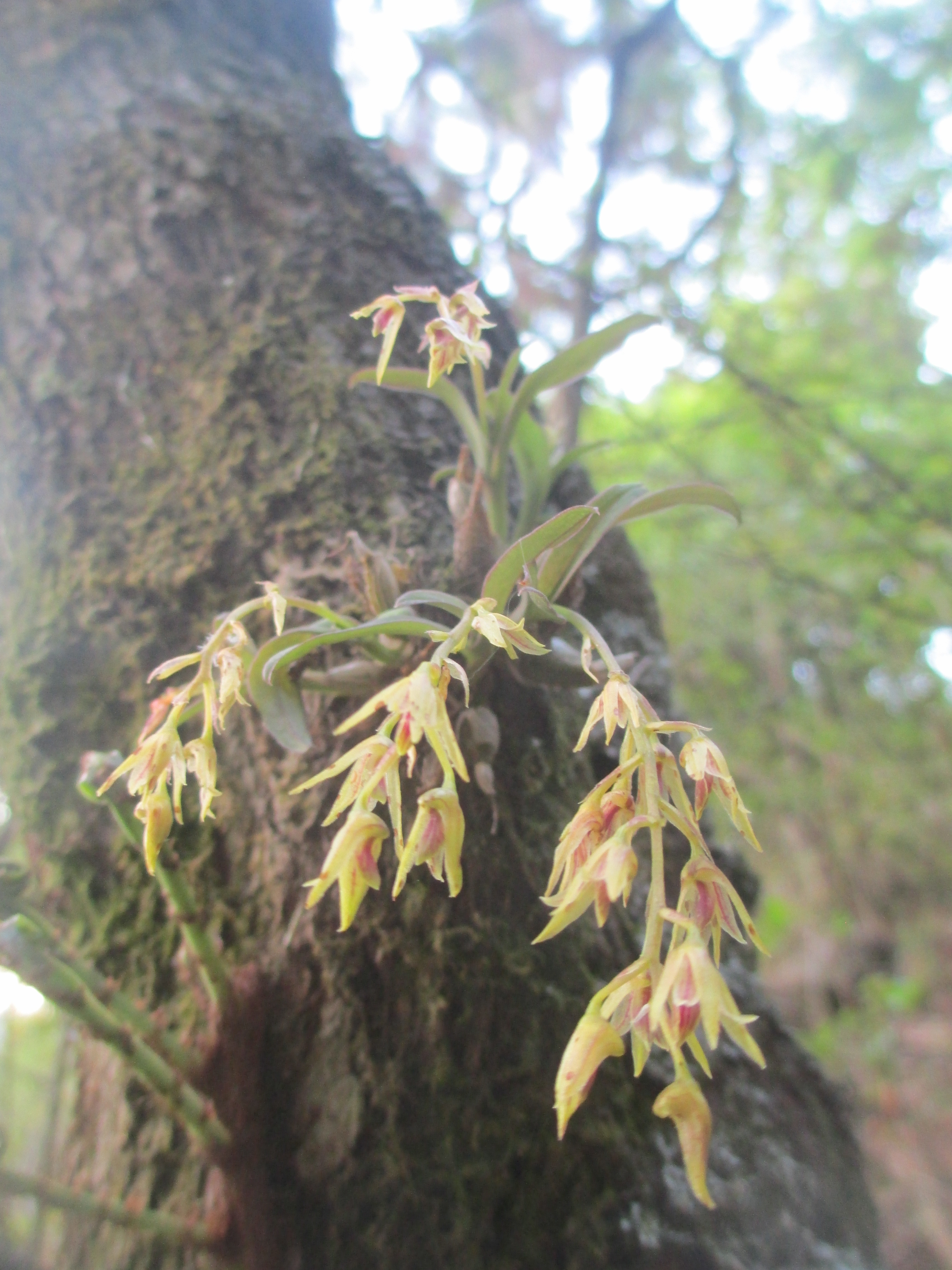 2015 001 Dendrobium porphyrochilum Lindl. Panimuhan, Budhanilkantha in 5 May 2015 1600m (OoN Pg 107).JPG